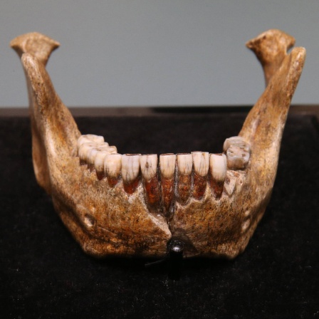 Unterkiefer des Homo heidelbergensis