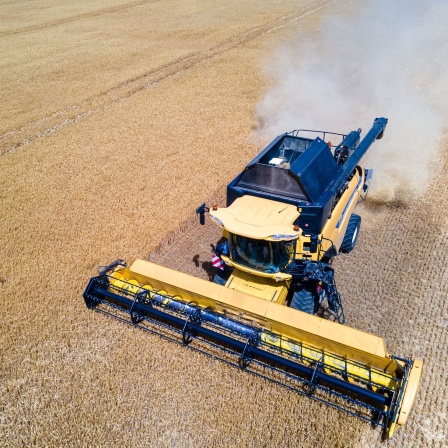 Ein Landwirt erntet mit seinem Mähdrescher Wintergerste auf einem Feld.