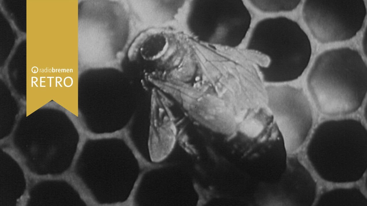 Die Bienen - ein emsiges Volk (1964)