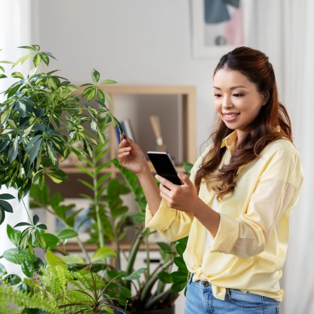 Eine junge Frau macht in einem Raum voller Zimmerpflanzen ein Foto. Auf Instagram wimmelt es von perfekt inszenierten Forellenbegonien, Start-ups werden mit Monsteras und Efeututen reich: Das Geschäft mit dem Urban Jungle in Deutschlands Wohnungen boomt.