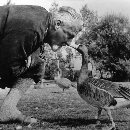 Schwarz-Weiß-Porträt des Verhaltensforschers und Medizin-Nobelpreisträgers Konrad Lorenz (1903-1989) mit einer seiner Graugänse. Beide blicken sich direkt an.