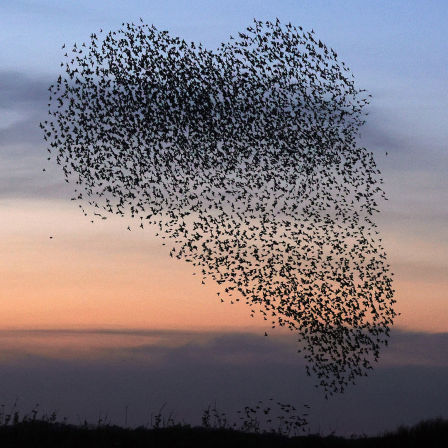 Stare fliegen in einer Herz-Formation am Himmel.