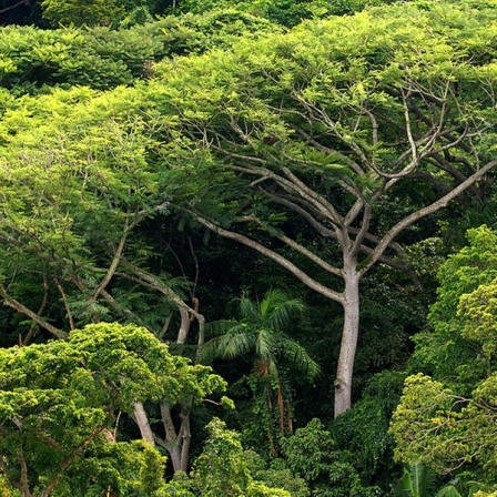 Blick auf einen riesigen Baum mitten im Regenwald