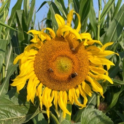 Eine Sonnenblume vor einem Maisfeld (Symbolbild): Bio vs. konventionell | Bild: BR/Christine Schneider