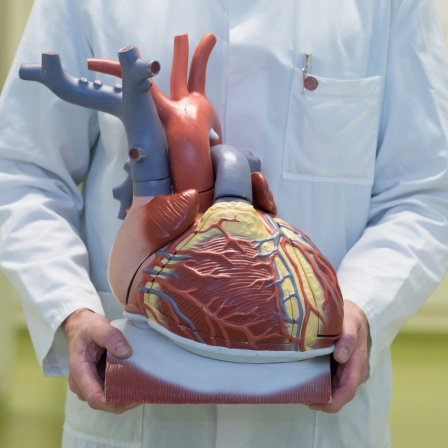 Arzt hält ein anatomisches Modell des menschlichen Herzens (Symbolbild)