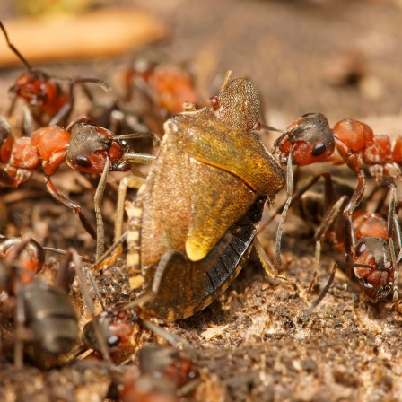 Rote Waldameisen (Formica rufa) mit erbeuteter Baumwanze © picture alliance / imageBROKER | Marko König