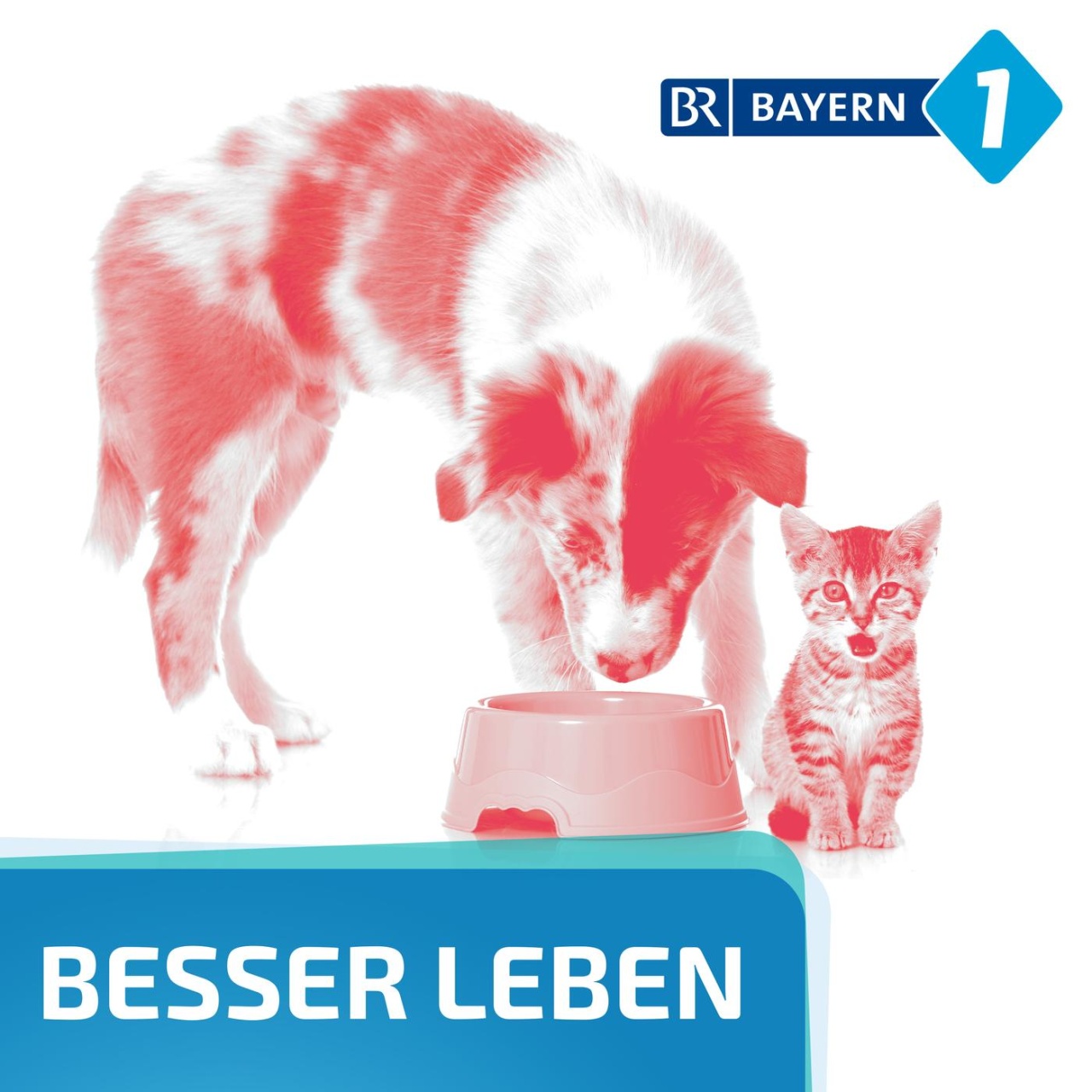 Besser leben. Der Bayern 1 Nachhaltigkeitspodcast  Welches Hundefutter  kaufen?  Podcast in ARD Sounds