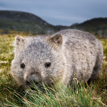 Der Wombat - Relikt aus Australiens Urzeit