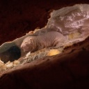 Ein Nacktmull in einem Höhlensystem des unterirdischen Zoos in Osnabrück