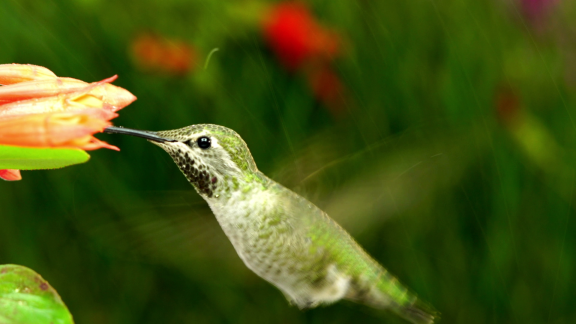 Wer Weiß Denn Sowas? - Wie Konnten Kolibris Im Laufe Der Evolution Ihren Schwebflug Entwickeln.