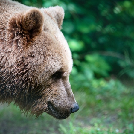 Braunbär in der Natur