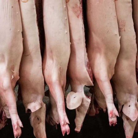 Blackbox Schweine-Schlachthof: Lücken bei der Lebensmittelsicherheit?
