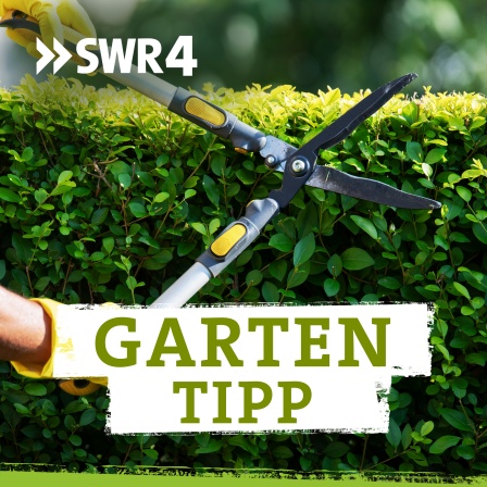 Podcastcover SWR4 Gartentipp