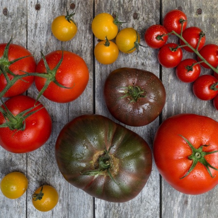 Verschiedenen Tomatensorten in allen Formen und Farben.