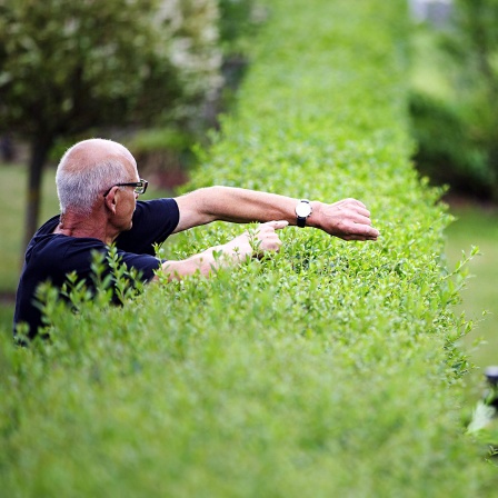 Ein Mann tippt über eine Hecke hinweg auf seine Uhr, den Heckenschnitt anmahnend.