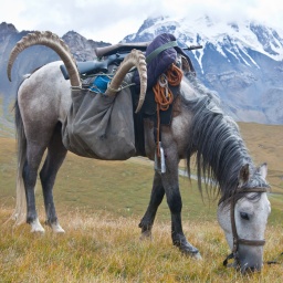 Pferd im Tian Shan