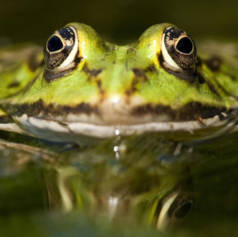 Cover: Die Tierdocs: Frosch ist kalt