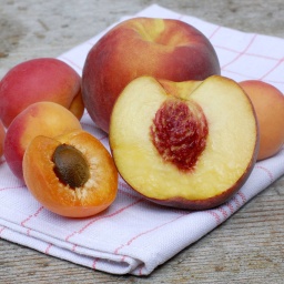 Pfirsiche und Aprikosen, sowie jeweils zwei aufgeschnittene Hälften mit Kern liegen auf einem Küchentuch auf Holztischplatte.