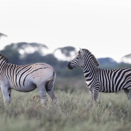 Ein Zebra mit blassem, ungestreiftem Hinterteil steht  in der Savanne vor einem klassisch gestreiften Artgenossen