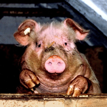 Ein Schwein schaut aus einem Stall. 
