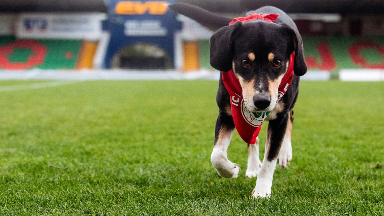 Folge 1: Tierschutzhunde erobern Fußballstadion (S03/E01)