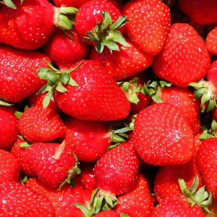 Viele geerntete Erdbeeren auf einem Haufen: Die Pflanzen im Garten oder auf dem Balkon können eine gute Ernte bescheren.