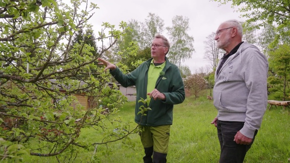 Mittagsmagazin - Aktion Apfelbaum - Pflanzenarzt René Wadas Im Mima-studio