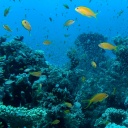 Ein riesiger Schwarm von Juwelen Fahnenbarsch Pseudanthias squamipinnis und Glasfischen schwimmt in der Nähe eines Korallenriffs