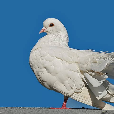 Eine weiße Taube sitzt vor blauen Himmel auf einer Mauer