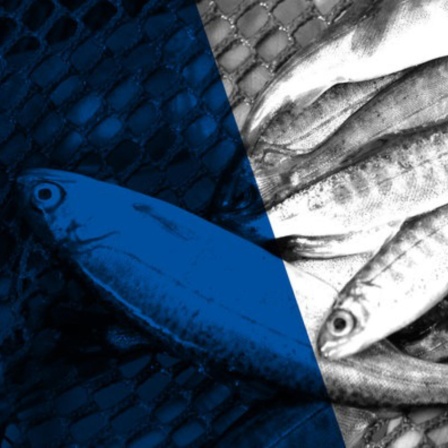 Fische zu Fischfutter - Doku über die dramatischen Folgen der Fischmehl-Industrie