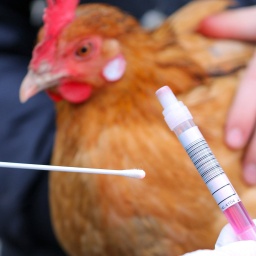 Ein Huhn wird auf Vogelgrippe untersucht. Archivbild: 05.12.2020