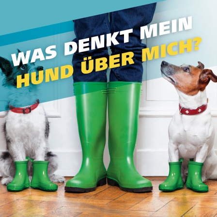 Was denkt Hund über mich