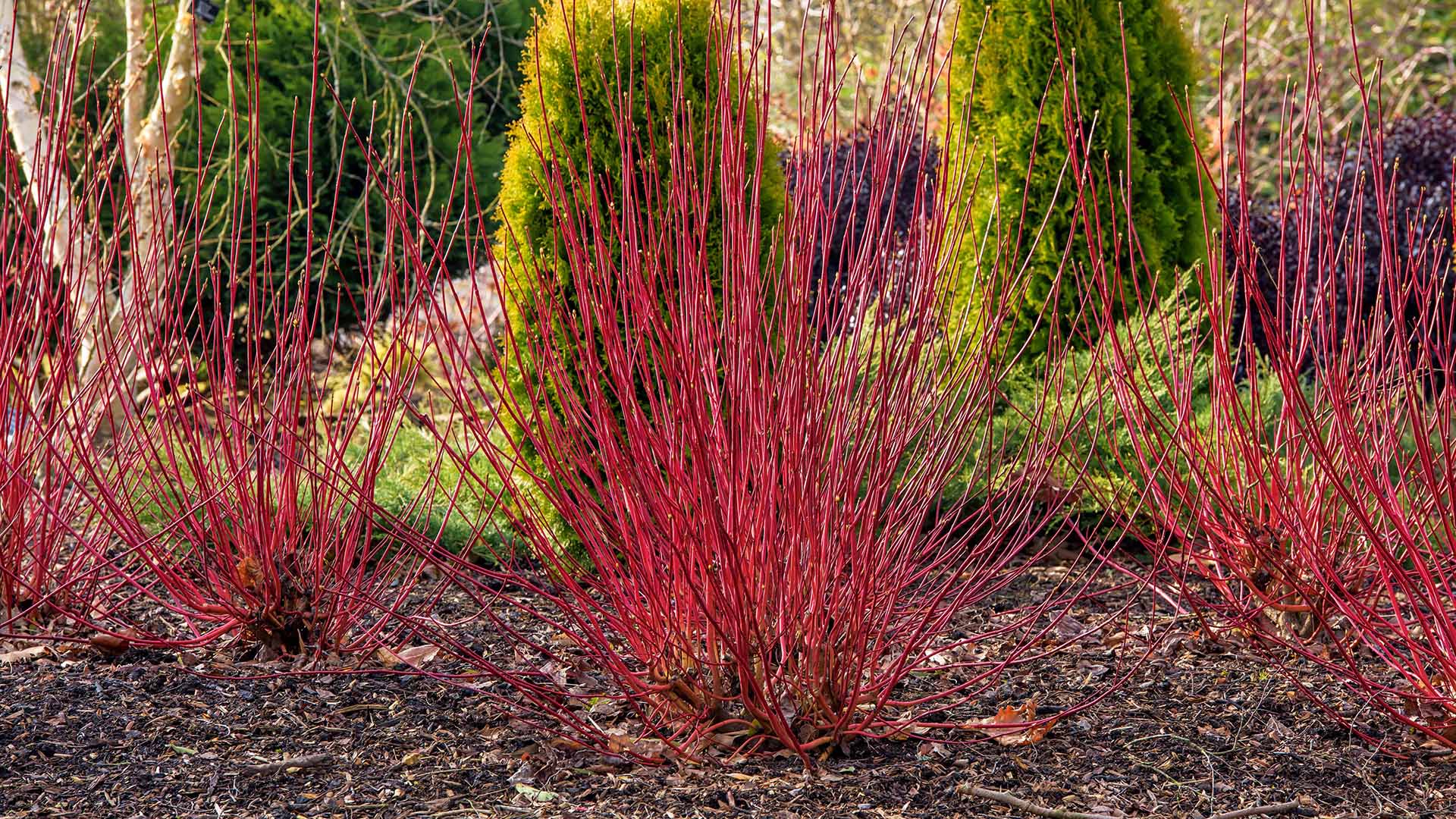 rbb Gartenzeit Farbenfroher WinterGarten ARD Mediathek