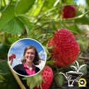Komm mit in den Garten Erdbeeren #35
