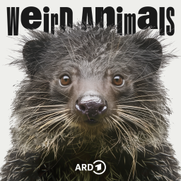 Weird Animals Folge 11 Binturong