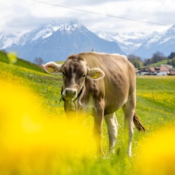 Zahlreiche Löwenzahnpflanzen blühen in der Landschaft bei Sonthofen im Oberallgäu und färben die Wiesen gelb. Eine Kuh der Rasse Braunvieh steht dabei auf der Weide.