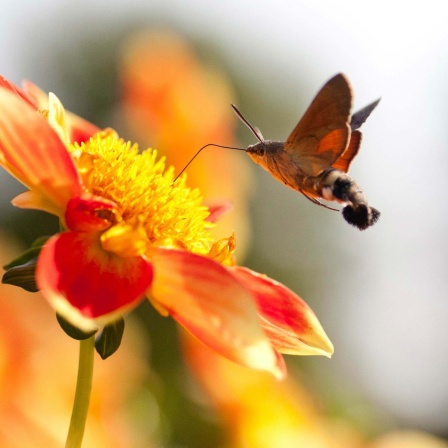 Ein Taubenschwänzchen (Macroglossum stellatarum) saugt Nektar an einer Dahlie.