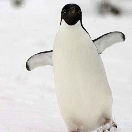 Die Tierdocs: Pinguin büxt aus