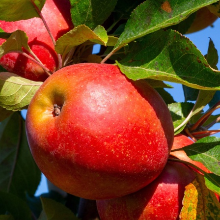 Äpfel am Zweig mit Blättern. Sorte: Roter Mond