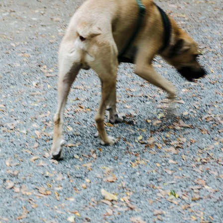 Ein freilaufender Hund (unscharfe Aufnahme).