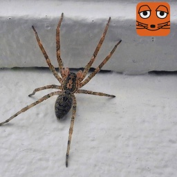 Nosferatu-Spinne an einer weißen Hauswand