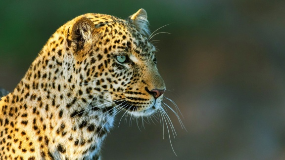 Erlebnis Erde - Die Leopardin (1)