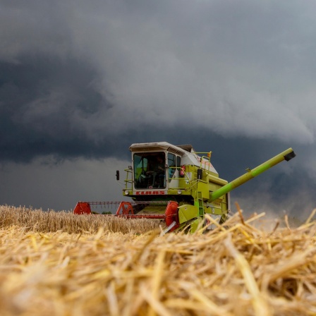 Getreideernte mit einem Mähdrescher kurz vor einem Unwetter