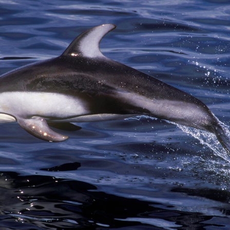 Delfin