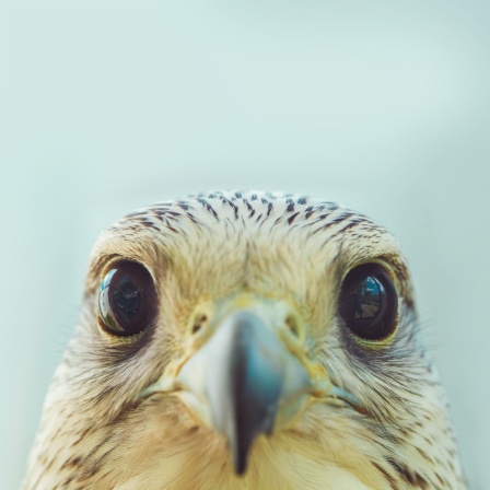 Ein Greifvogel mit spitzem Schnabel und großen schwarzen, glänzenden Augen und schwarz-weißem Gefieder schaut direkt in die Kamera.