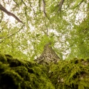 Eine Eiche wächst in einem Mischwald in der Region Hannover.