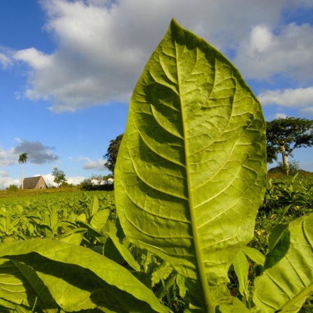 Die Tabakpflanze - Gefährliche Verführerin