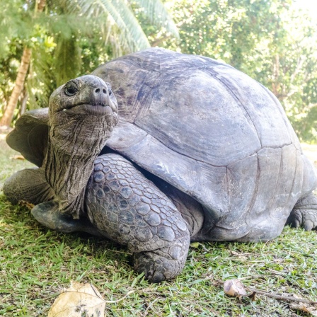 Riesenschildkröte auf Mauritius
