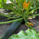 Zucchini anbauen und pflegen