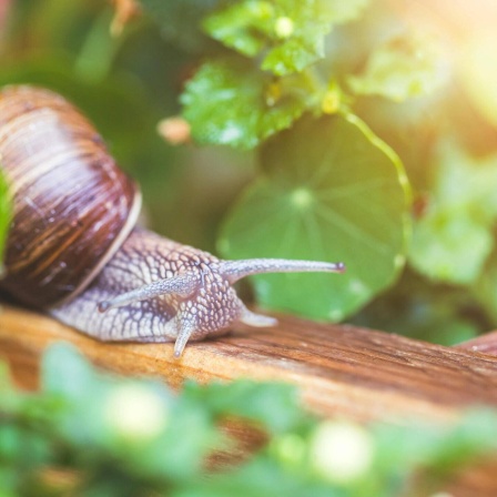 Eine Schnecke im Garten